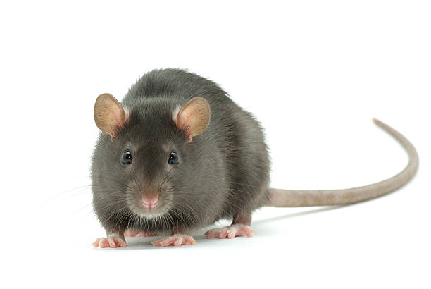 istock Close-up of an ugly rat with a long tail 93111642