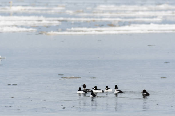 Flock with cute Goldeneye ducks Flock with goldeneye ducks swimming in a cold water with ice floes female goldeneye duck bucephala clangula swimming stock pictures, royalty-free photos & images
