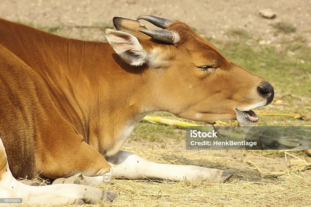 Cow eating  Agriculture Stock Photo
