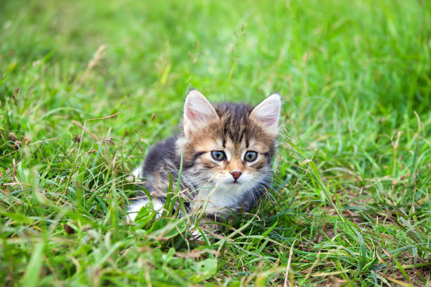 istock little furry kitten playing in spring meadow 931122956