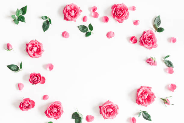 istock Pink rose flowers on white background. Flat lay, top view 931122970