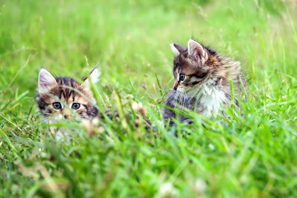 istock two  little furry kitten playing in spring meadow 931123452
