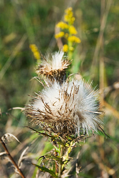 모돈 엉겅퀴 시드 헤드 [ Sonchus oleraceus ] 스톡 사진