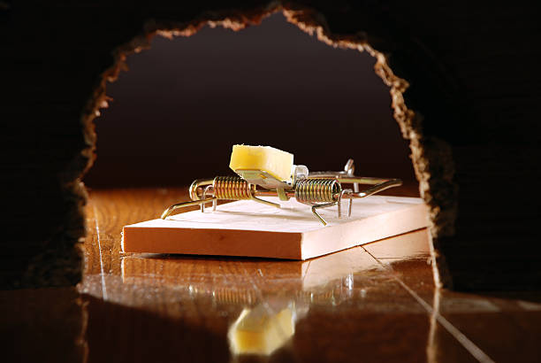 Cтоковое фото Мыши Ловушка и сыр увидеть через стенки отверстия