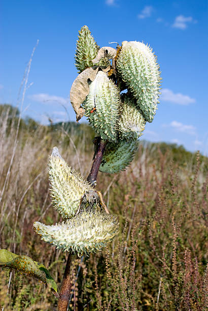 우유관 잡초를 뽑다 꼬투리 [ Asclepias speciosa ] 스톡 사진