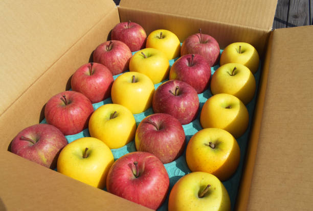 arranjado maçãs vermelhas e amarelas na caixa - abundance apple red yellow - fotografias e filmes do acervo