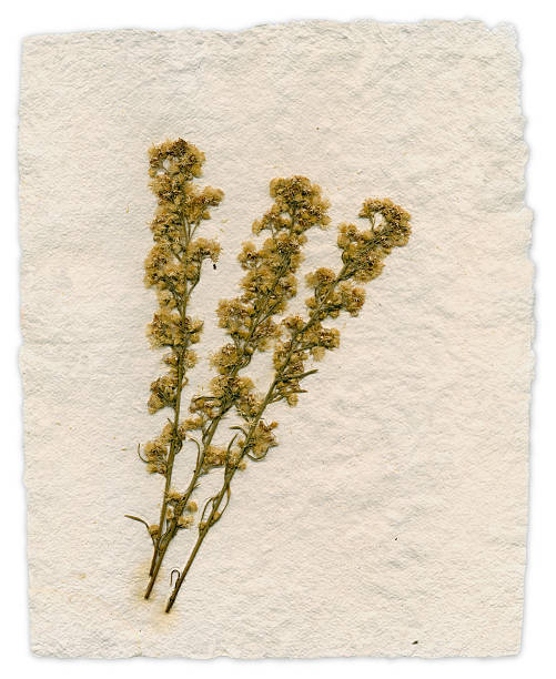 Cтоковое фото Бумага ручной работы с парафином Wildflowers