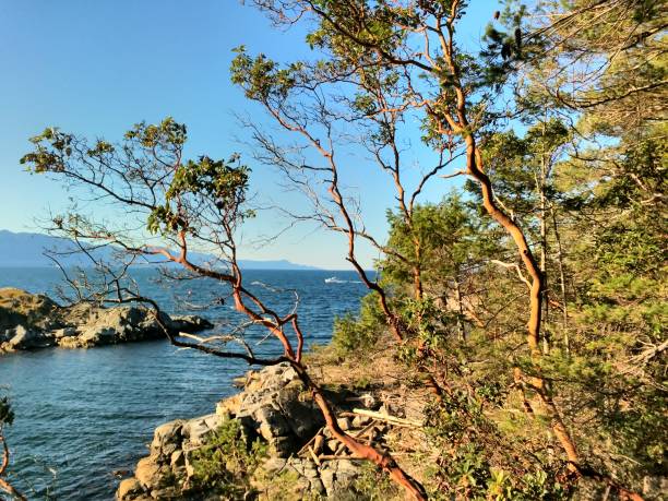 Arbutus Tree at Smuggler Cove Provincial Marine Park, BC, Canada