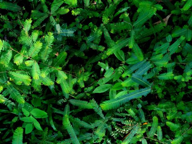istock Green leaf plant nature backgrounds 931130748