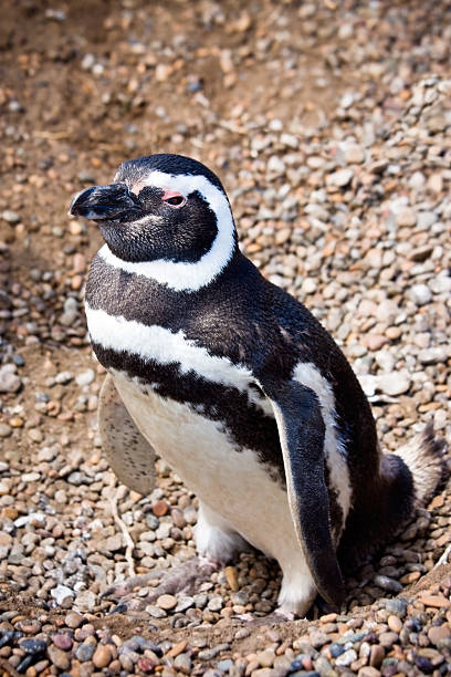 Pingüino de magallanes - foto de stock