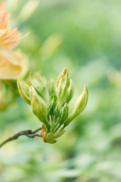 Azalea bud Azalea bud spring bud selective focus outdoors stock pictures, royalty-free photos & images