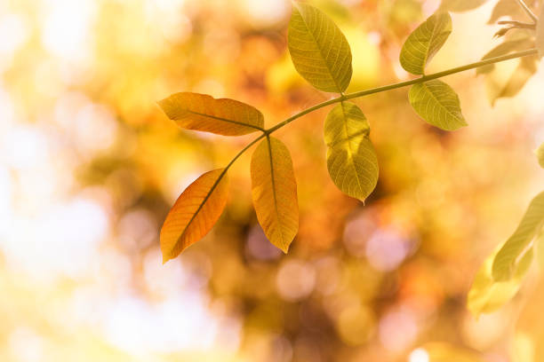 Colorful tree leaves Natural background.
