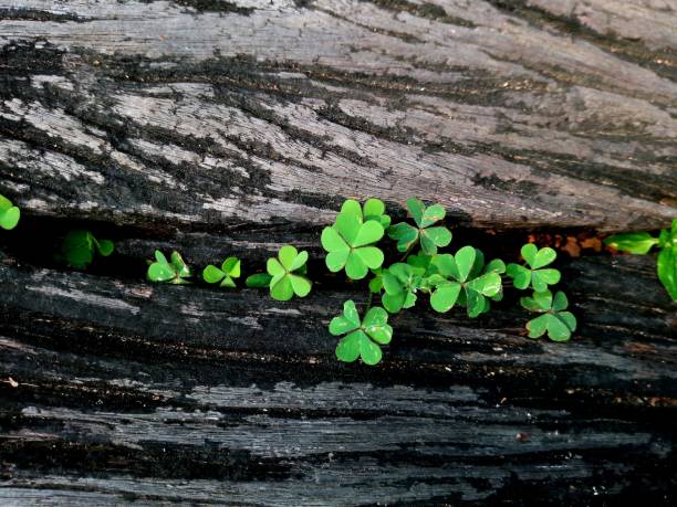 Plant growing out of tree stump
