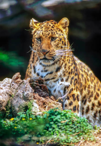 istock Close up of a jaguar 931135050