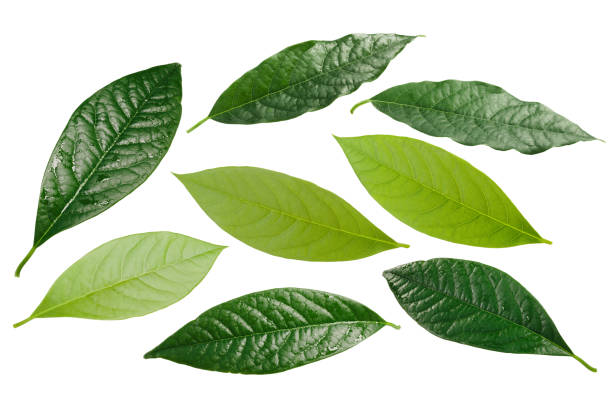 istock Avocado Persea americana leaves, paths 931135286