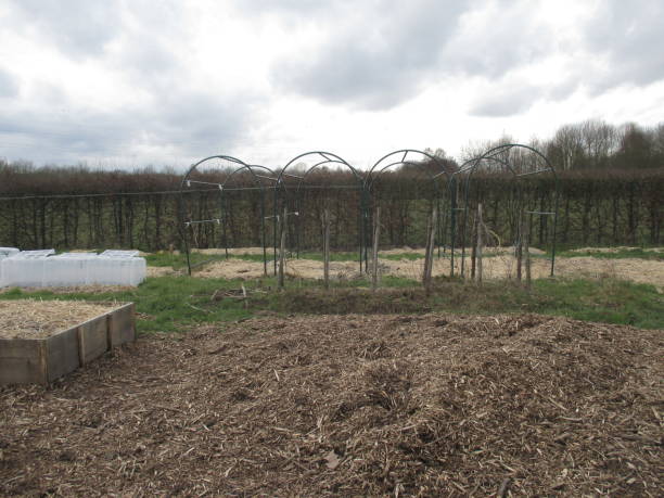 istock Vegetable garden in winter season 931135756