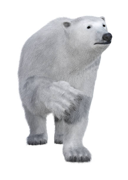 3d оказание белого медведя драконо�н белый - polar bear young animal isolated cub стоковые фото и изображения