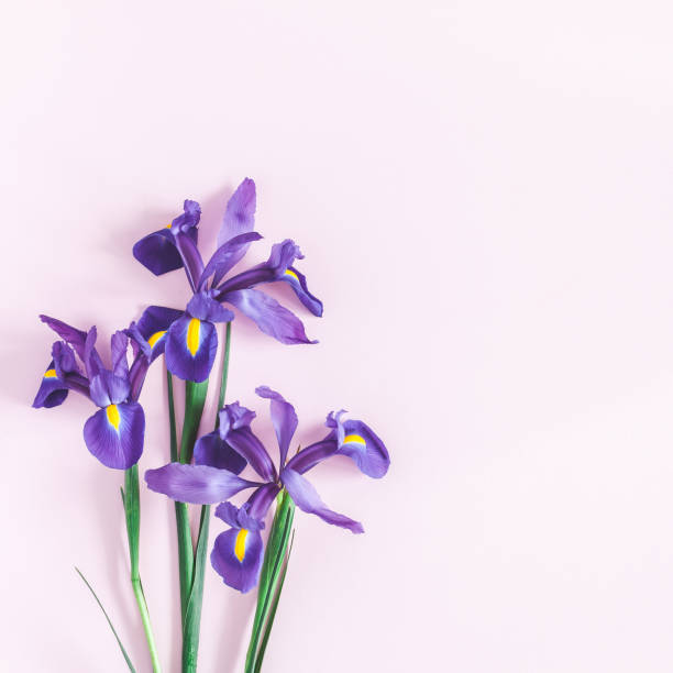 istock Spring iris flowers on pink background. Flat lay, top view 931136798