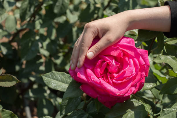 istock Hand holding rose in in spring garden 931137040