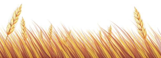 Gold Rice Vector 950+ Gold Rice Field Stock Illustrations, Royalty-Free Vector Graphics ...