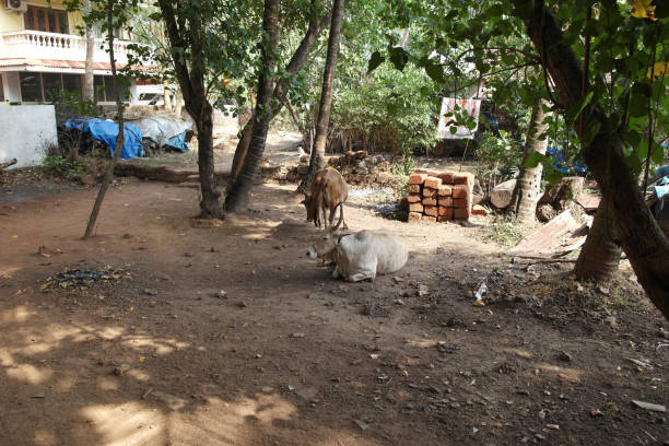istock Indian court yard 931144142