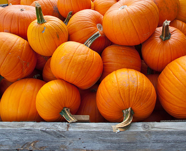 istock Pile of Pumpkins 93114461