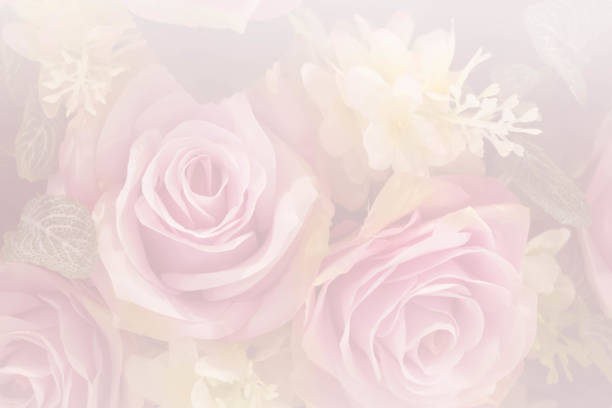 istock pink roses in soft color 931146122
