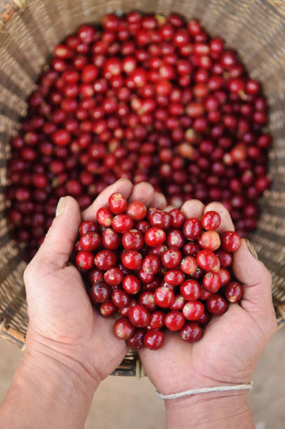 istock Close up of red berries coffee beans 931148876