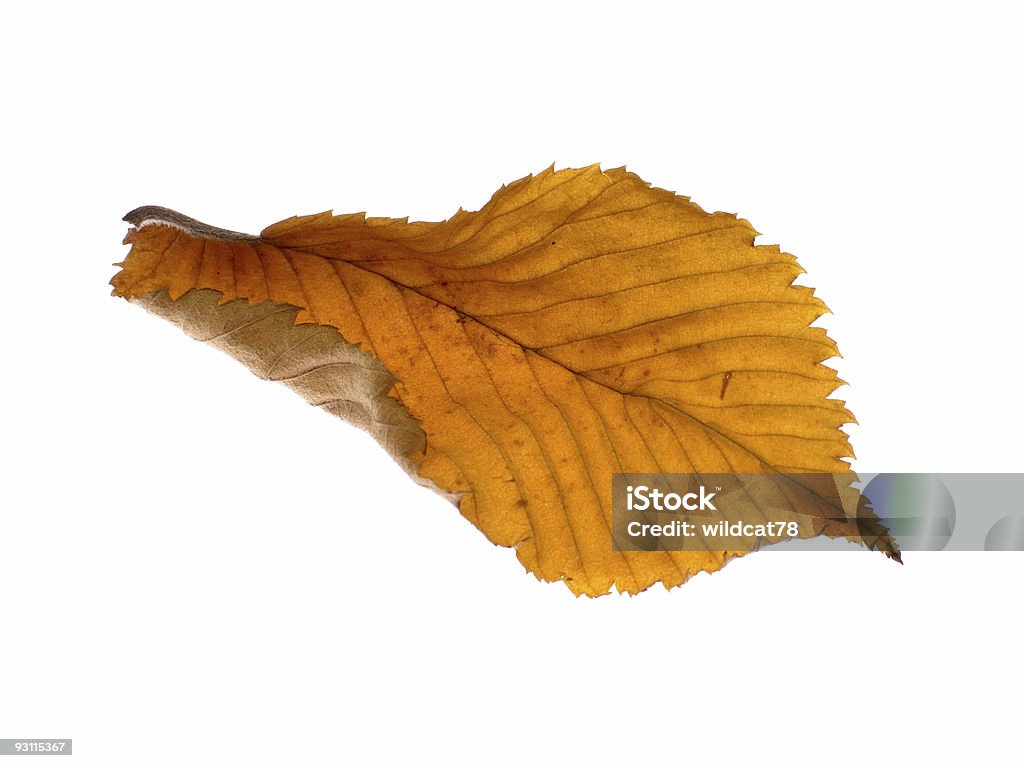 기체상태의 alder 잎 - 로열티 프리 0명 스톡 사진