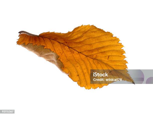 기체상태의 Alder 잎 0명에 대한 스톡 사진 및 기타 이미지 - 0명, 가을, 건조한