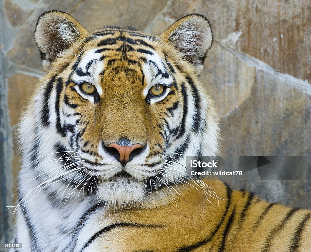 Tigre - Photo de Animaux à l'état sauvage libre de droits