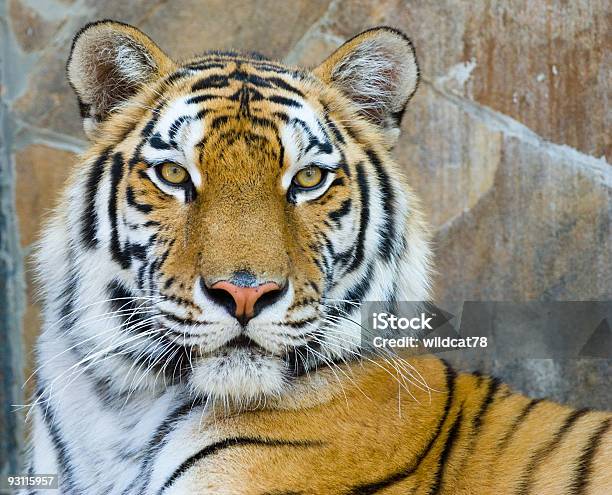 Tiger 고양잇과에 대한 스톡 사진 및 기타 이미지 - 고양잇과, 대형, 동물