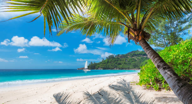 Sandy beach with palm trees and a sailing boat Sandy beach with palm trees and a sailing boat in the turquoise sea on Paradise island. Fashion travel and tropical beach concept. coconut palm tree photos stock pictures, royalty-free photos & images