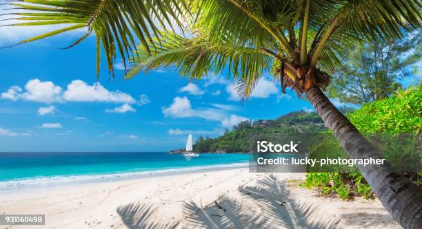 Sandy Beach With Palm Trees And A Sailing Boat Stock Photo - Download Image Now - Beach, Jamaica, Tropical Climate