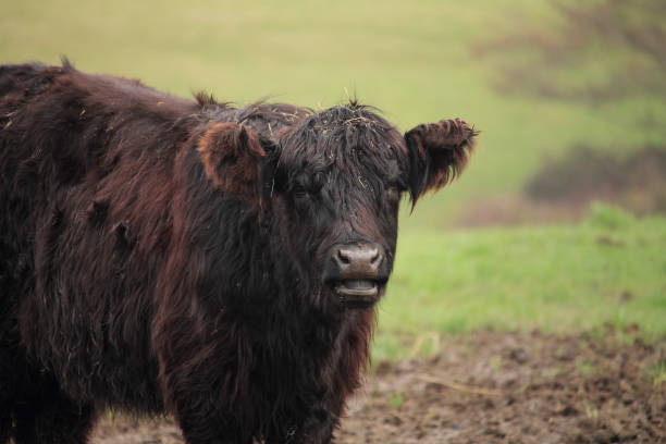 istock cute dark brown cow head close up 931160610