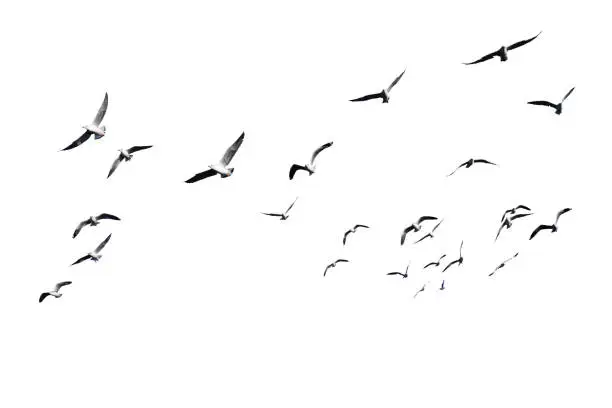 Photo of Flock of birds flying isolated on white background.