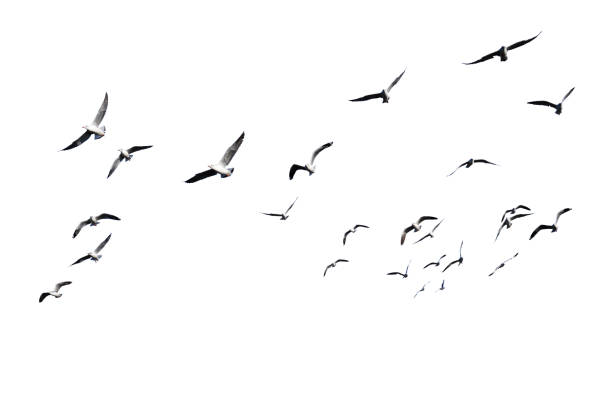 стая птиц, летающих изолированно на белом фоне. - fly in стоковые фото и изображения