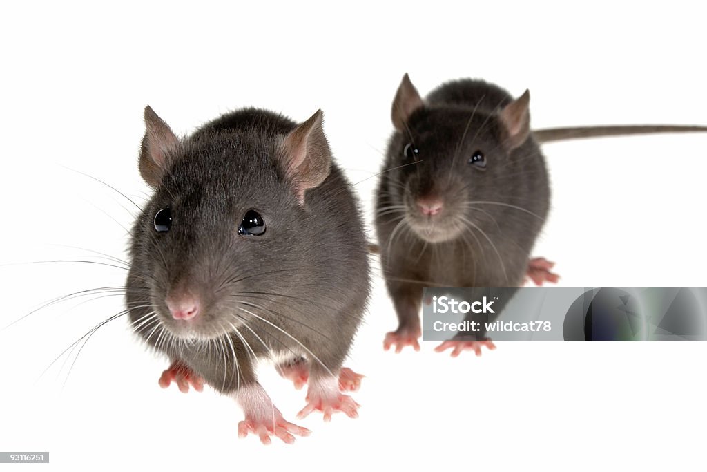 two rats  Rat Stock Photo