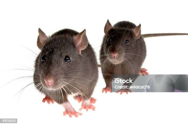 Two Rats Stock Photo - Download Image Now - Rat, Two Animals, 2008