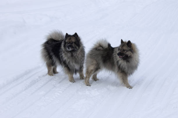 chiens de la race loulou, chow-chow en hiver sur la neige marcher ensemble - keeshond photos et images de collection