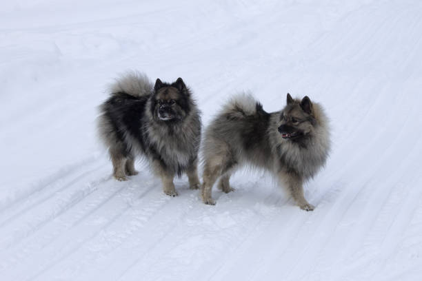 cani della razza keeshond, wolfspitz in inverno sulla passeggiata sulla neve insieme - keeshond foto e immagini stock