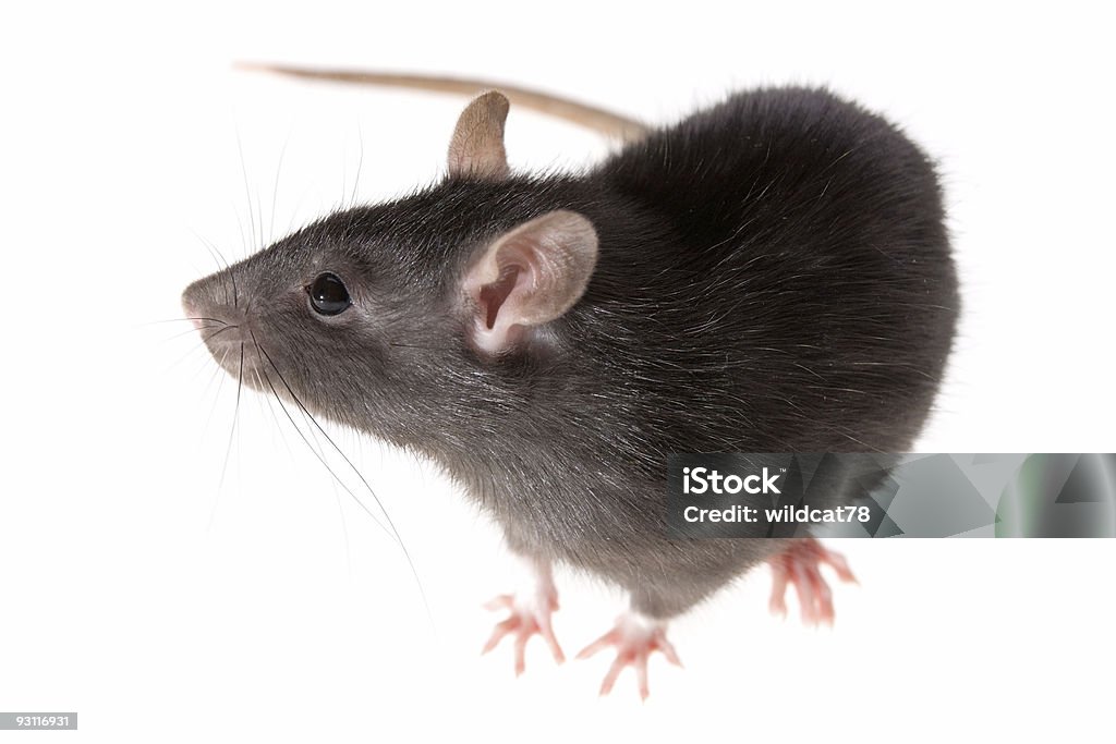 rat  Animal Stock Photo