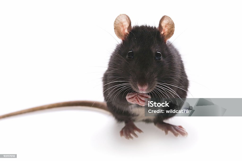 rat - Photo de Animaux de compagnie libre de droits