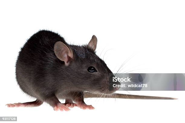 Small Rat Stock Photo - Download Image Now - Rat, White Background, Cut Out