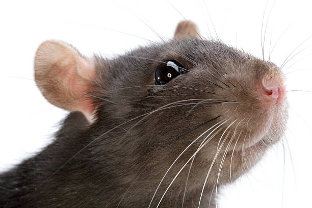 istock Close up of a grey rats face and whiskers 93118026