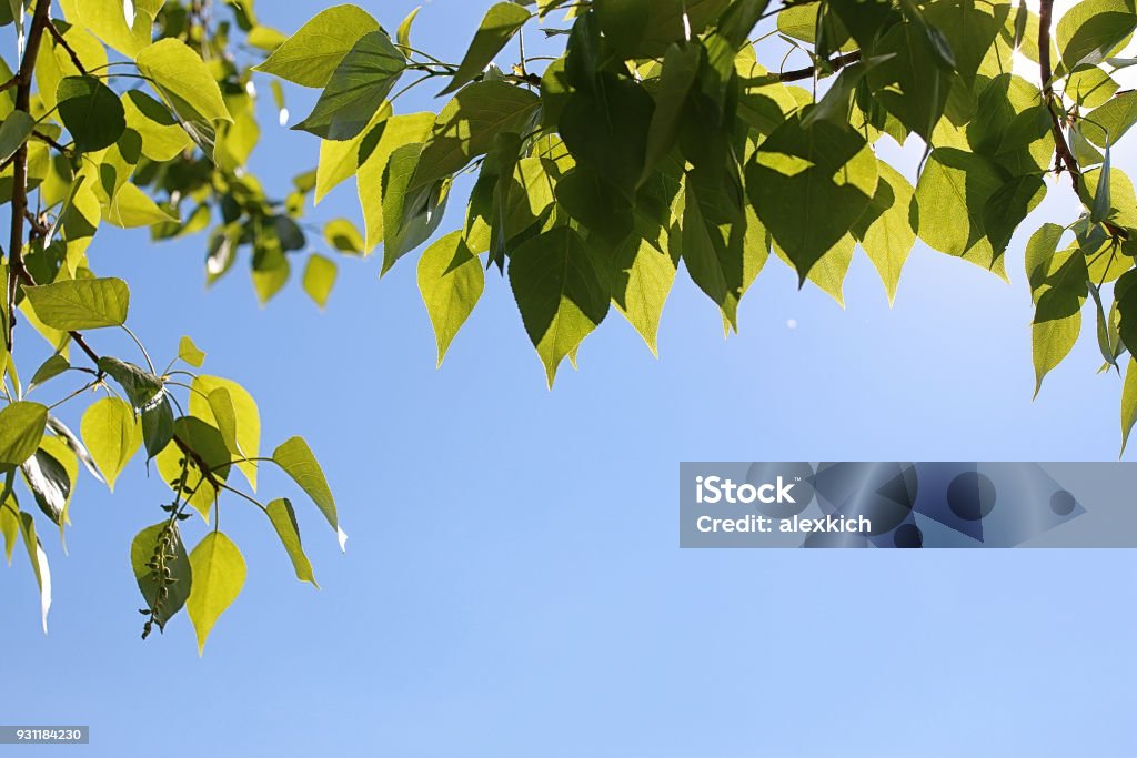 Green fresh leaves of trees on clear blue sky Green fresh leaves of trees on a clear blue sky Abstract Stock Photo
