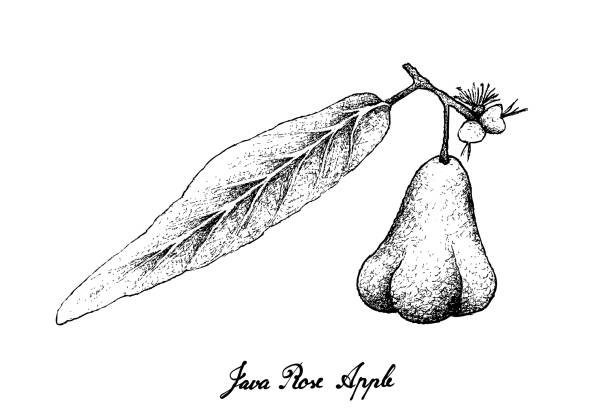 Java Rose 310+ Jambu Illustrations, Royalty-Free Vector Graphics & Clip Art - iStock