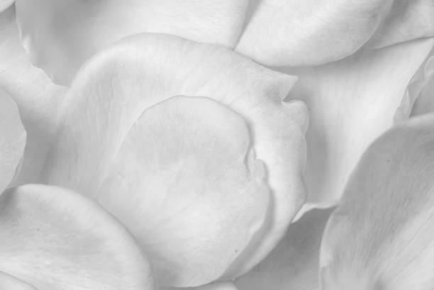 istock background of rose petals on a table 931189196