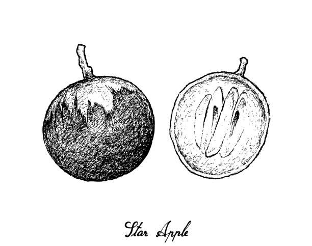 Hand Drawn of Star Apple on White Background Tropical Fruit, Illustration Hand Drawn Sketch of Star Apple or Chrysophyllum Cainito Fruits Isolated on White Background. chrysophyllum cainito stock illustrations
