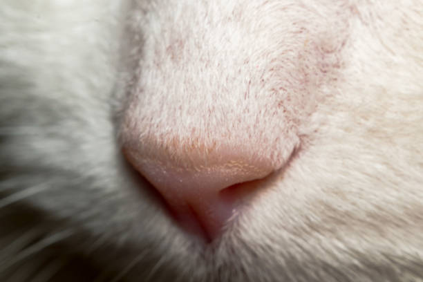 istock nose of white cats 931197900